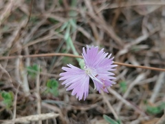 Dianthus gallicus
