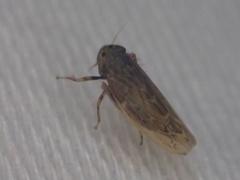 Deltocephalini