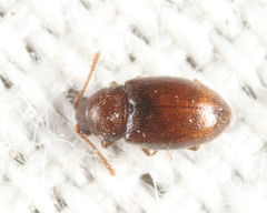 Atomaria fuscata