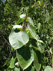Croton suberosus