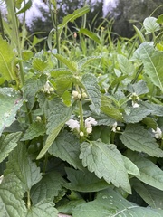 Lamium album