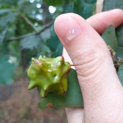 Andricus quercuscalicis