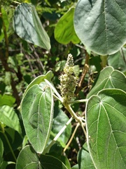 Croton suberosus