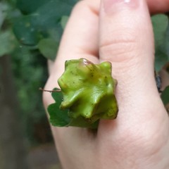 Andricus quercuscalicis