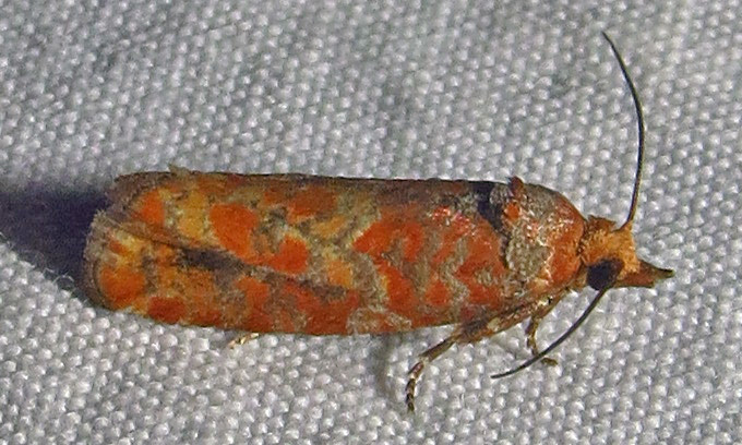 Shortleaf Pine Coneborer Moth
