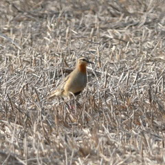 Oreopholus ruficollis