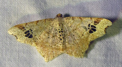 Macaria promiscuata