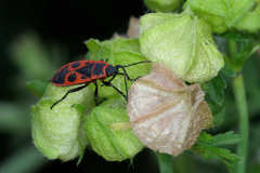 Pyrrhocoris apterus