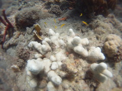 Porites divaricata