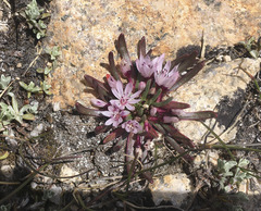 Lewisia pygmaea