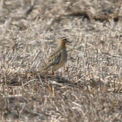 Oreopholus ruficollis