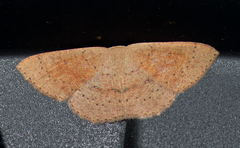 Cyclophora dataria