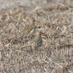 Oreopholus ruficollis