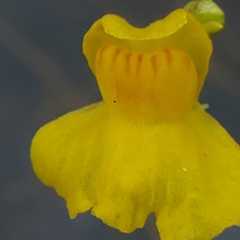 Utricularia geminiscapa