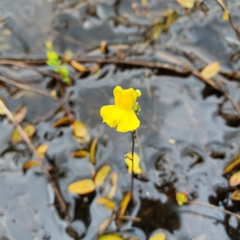 Utricularia geminiscapa