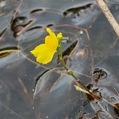 Utricularia geminiscapa