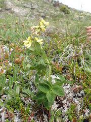 Astragalus umbellatus