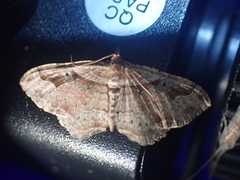 Costaconvexa