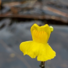 Utricularia geminiscapa