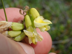 Astragalus umbellatus