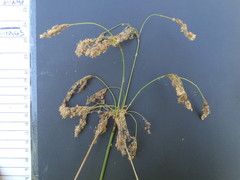 Scirpus atrocinctus