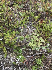 Antennaria monocephala