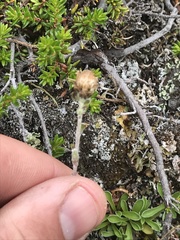 Antennaria monocephala