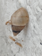 Bulimulus guadalupensis image