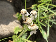 Achillea atrata