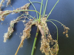 Scirpus atrocinctus