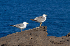 Larus michahellis atlantis