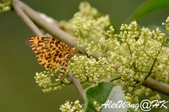 Epobeidia tigrata tigrata