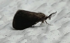 Cryptothelea nigrita