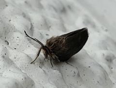 Cryptothelea nigrita