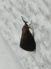 Cryptothelea nigrita