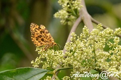 Epobeidia tigrata tigrata