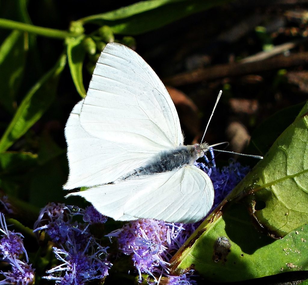 Mathania carrizoi