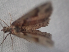 Costaconvexa