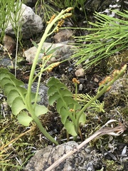 Botrychium neolunaria