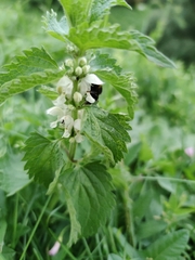 Lamium album