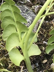 Botrychium neolunaria