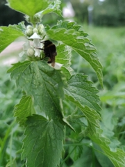 Lamium album