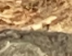 Sceloporus occidentalis