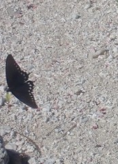 Battus philenor acauda