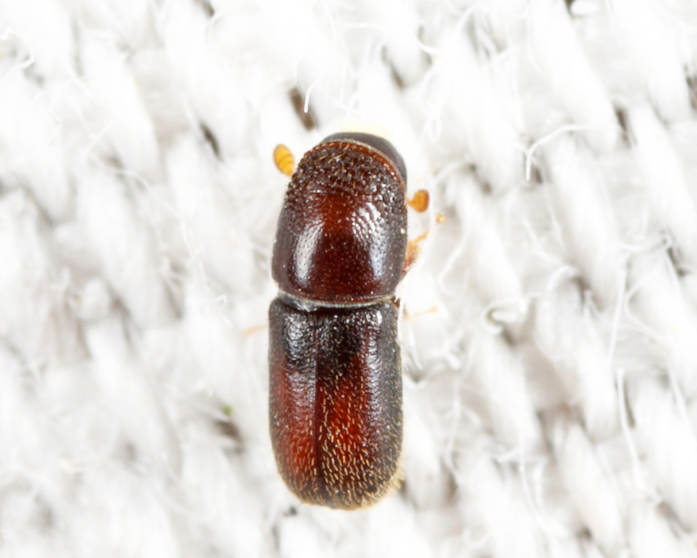 Pseudopityophthorus minutissimus
