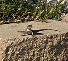 Sceloporus occidentalis