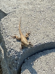 Sceloporus occidentalis