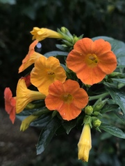 Streptosolen