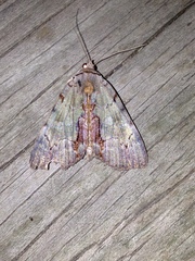 Catocala grynea