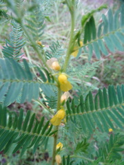 Chamaecrista nictitans aspera